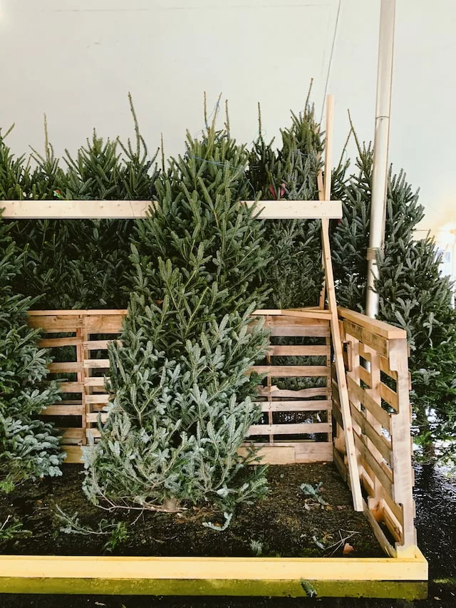 start Christmas tree farm