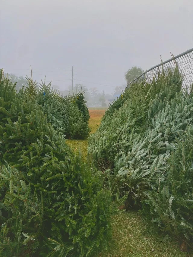 How to start a Christmas tree lot