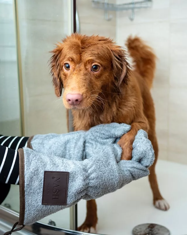 How to start a pet sitting and grooming business